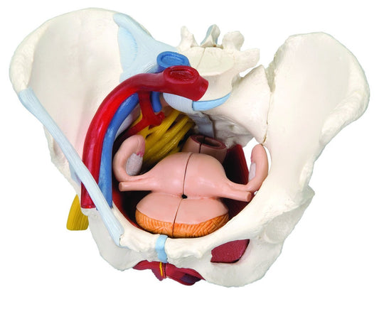 Anatomical Model - Female Pelvis