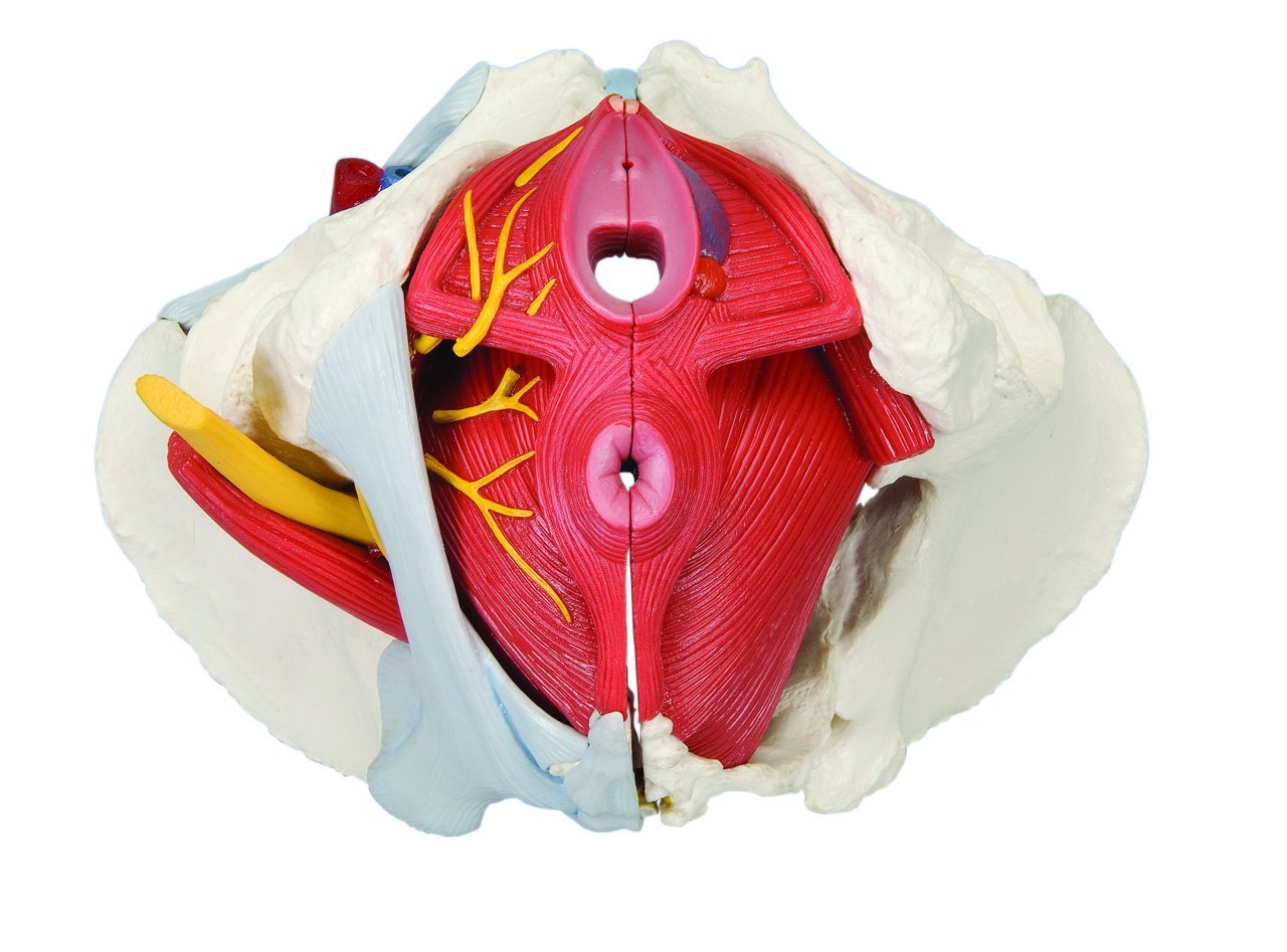 Anatomical Model - Female Pelvis